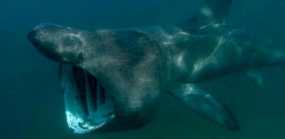 Basking Shark © Florian Graner / WWF