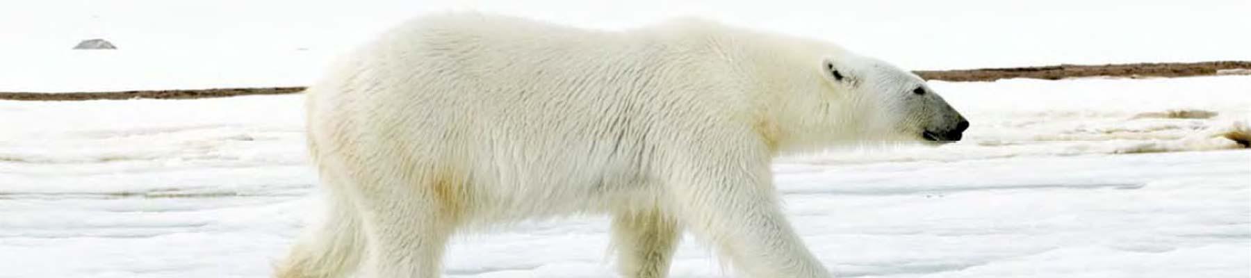 Polar Bear © Andrew S. Wright / WWF-Canada 