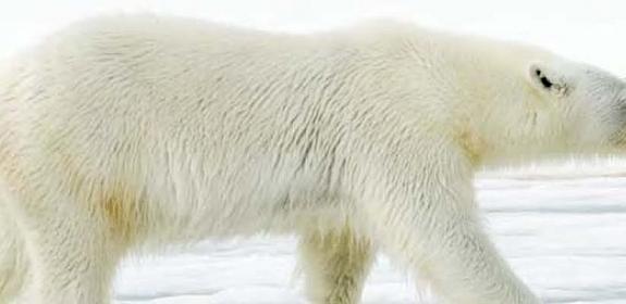 Polar Bear © Andrew S. Wright / WWF-Canada 