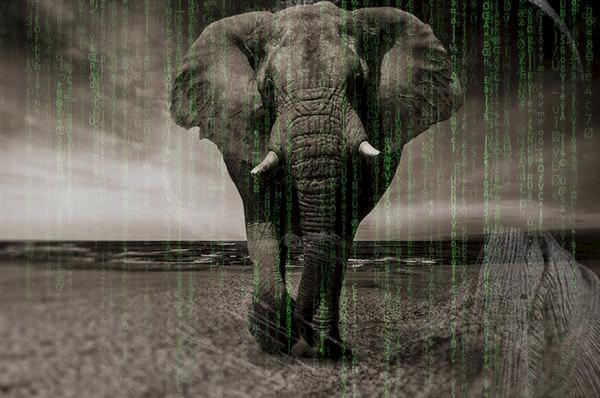 Global coalition to end wildlife trafficking online