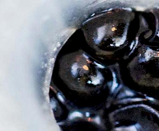 Understanding the Global Caviar Market