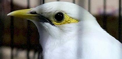Arrests in Kalimantan and Sabah for dealing in protected bird species