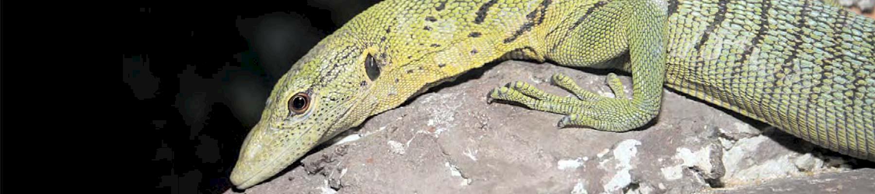 Emerald Monitor Lizard © Ruchira Somaweera