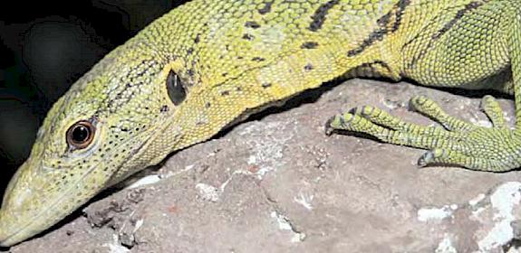 Emerald Monitor Lizard © Ruchira Somaweera