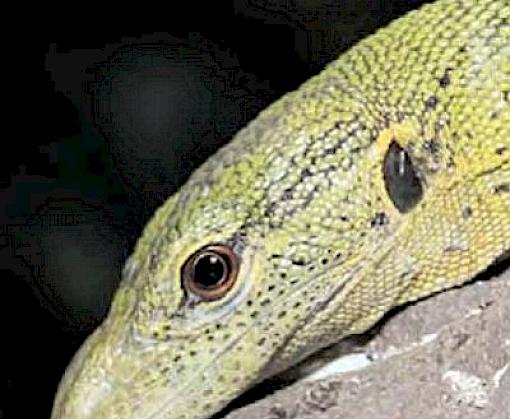 Wildlife trade from ASEAN to the EU: Issues with the trade in captive-bred reptiles from Indonesia