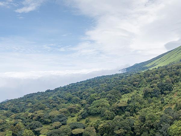 The view over Mount Cameroon © A. Walmsley / TRAFFIC