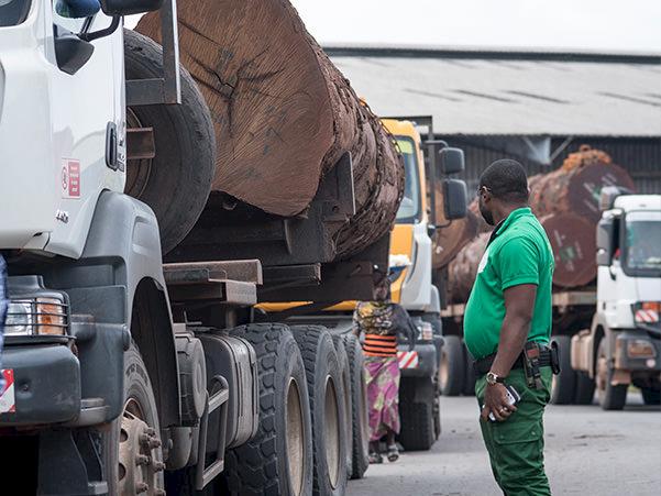 A Customs officer inspects a lorryload of logs due for export in Douala, Cameroon © A. Walmsley / TRAFFIC