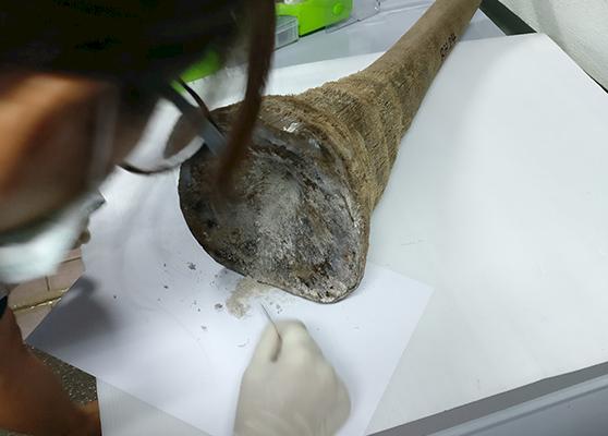 Wildlife technicians analysing rhino horn for human DNA © TRACE Network