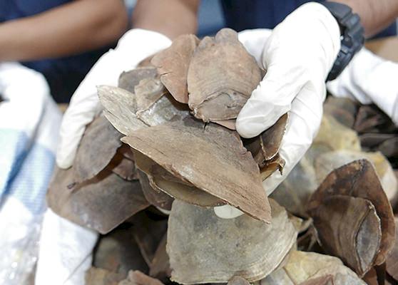 Pangolin scales seized by Customs authorities in Malaysia © TRAFFIC